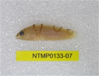 藏品(蓋馬氏盔魚)的圖片